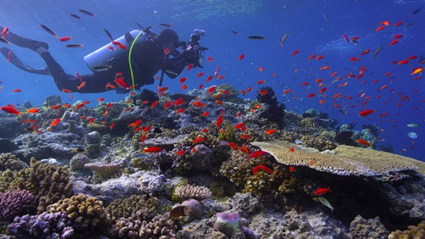 Chasing Coral