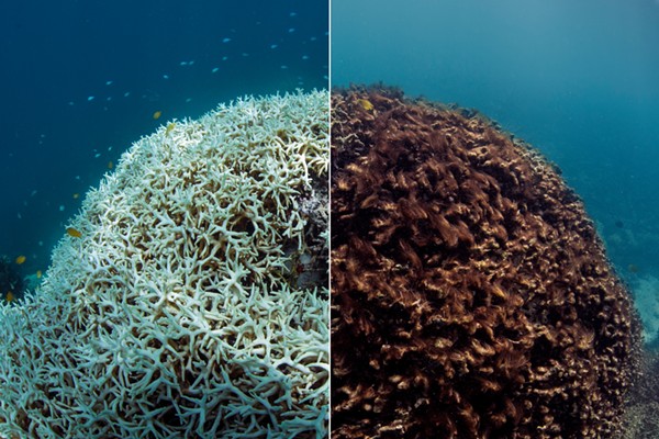 Chasing Coral